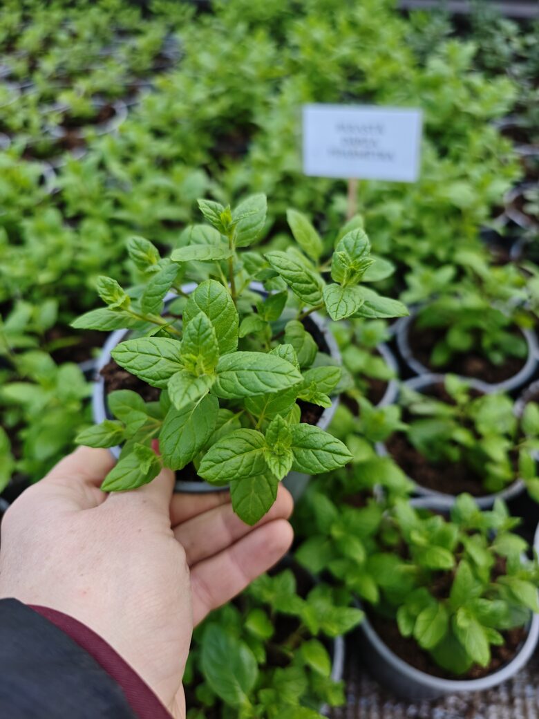 Piparmētru kaste (sakomplektē pats!) - 4gb AR IEKĻAUTU PIEGĀDI APRĪLĪ